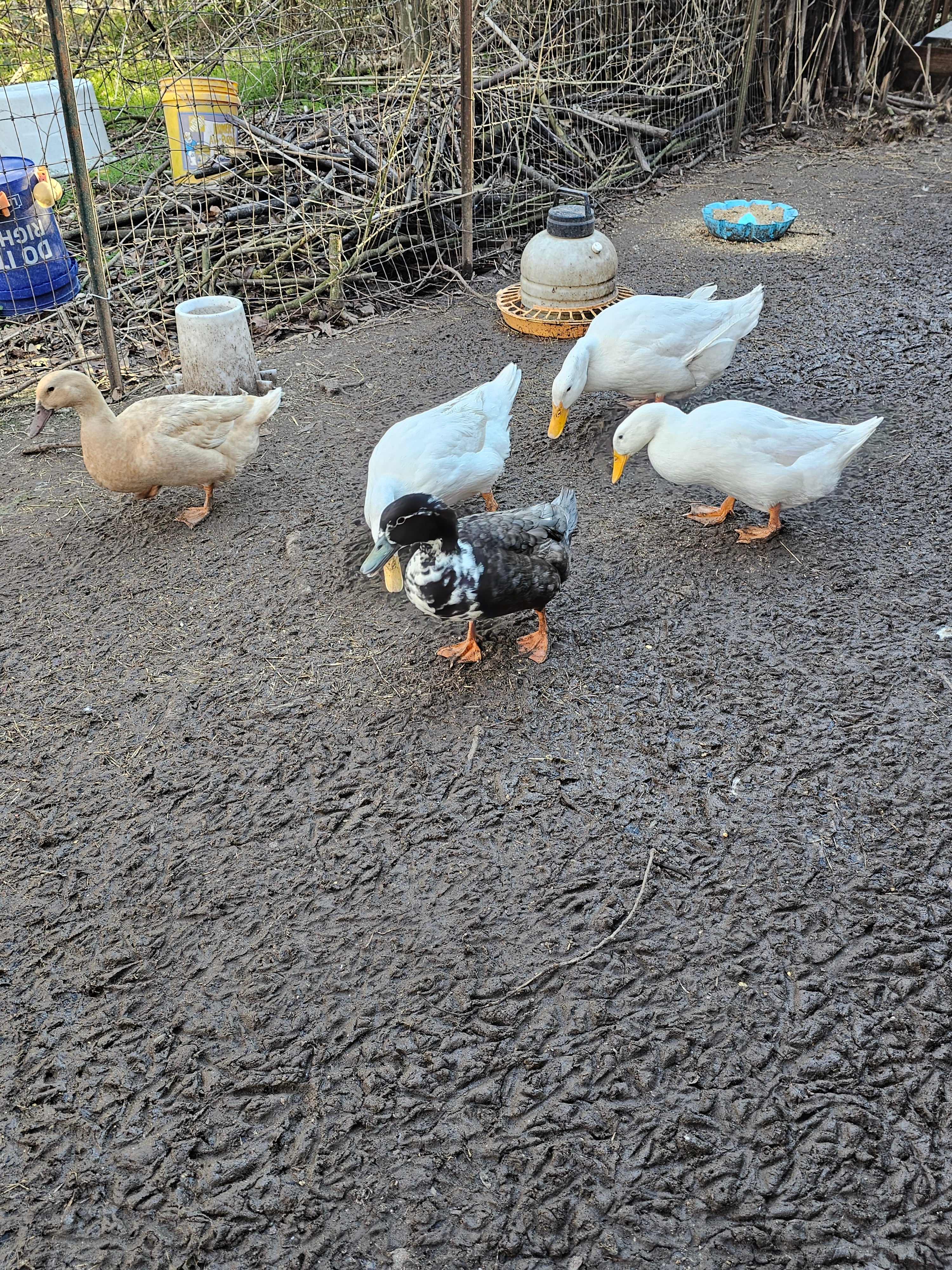 Duck Hatching Eggs