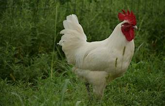 American Bresse Hatching Eggs