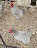Lavender Orpington Fertile Hatching Eggs