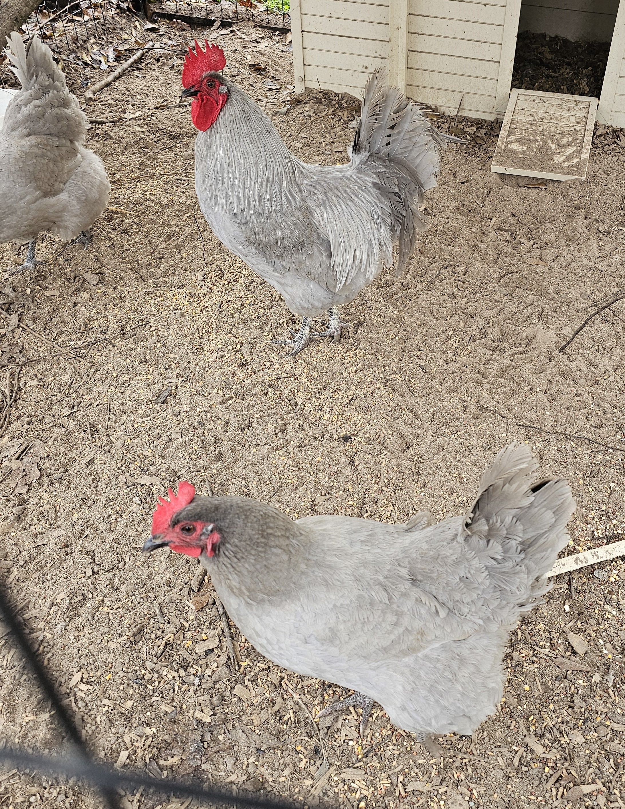 Lavender Orpington Fertile Hatching Eggs